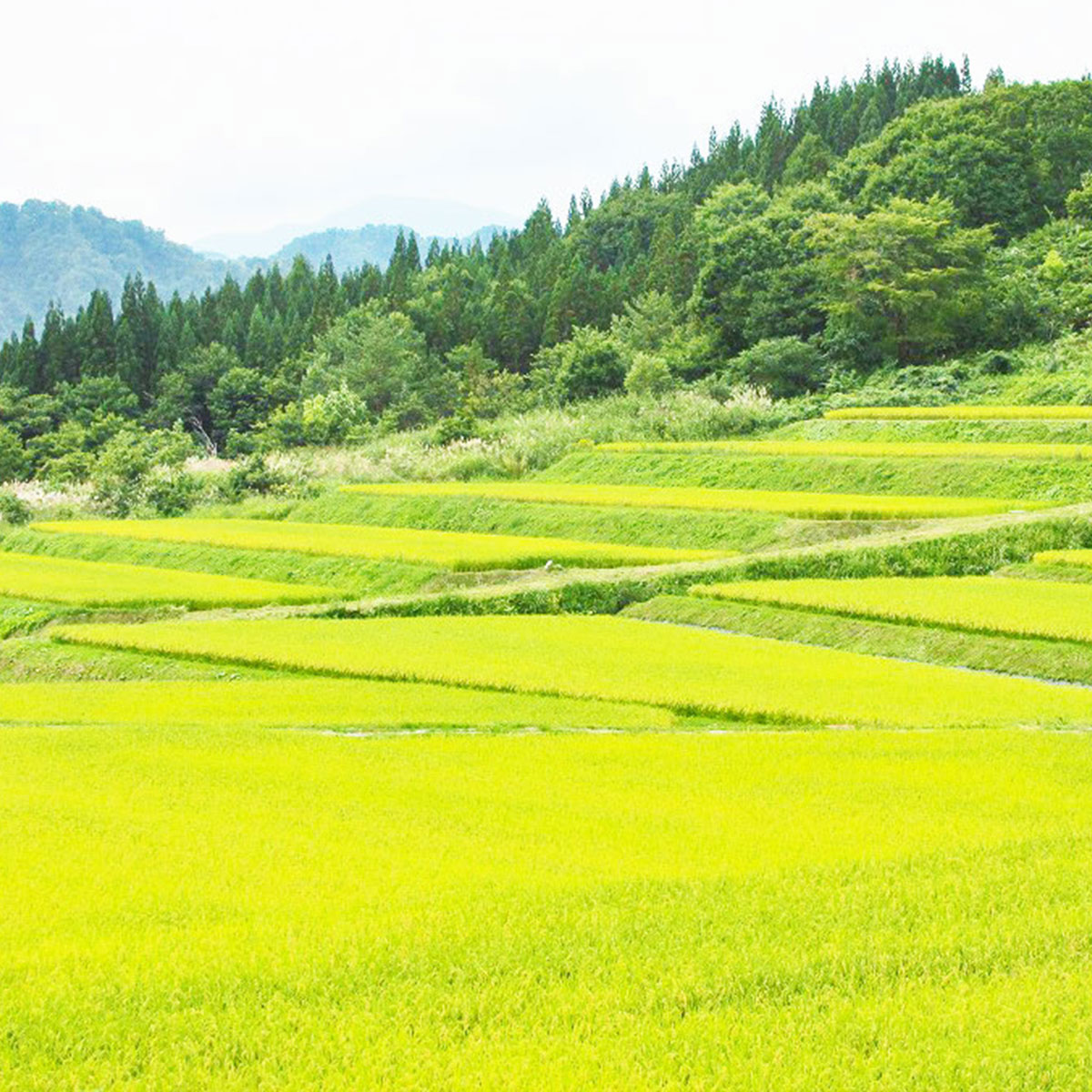 秋田県の風景