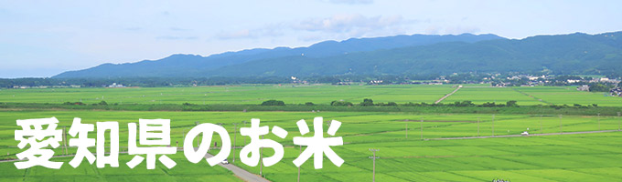 愛知県産｜ヤマトライス