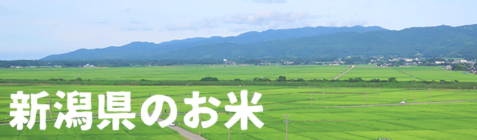 新潟県産｜ヤマトライス