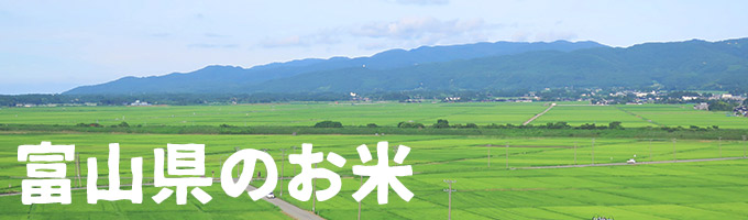 富山県産｜ヤマトライス