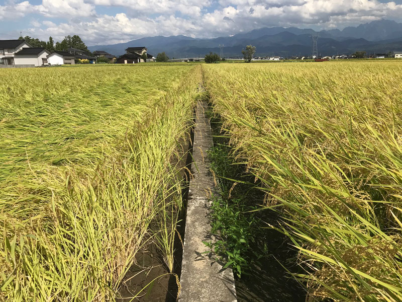 富山県産圃場