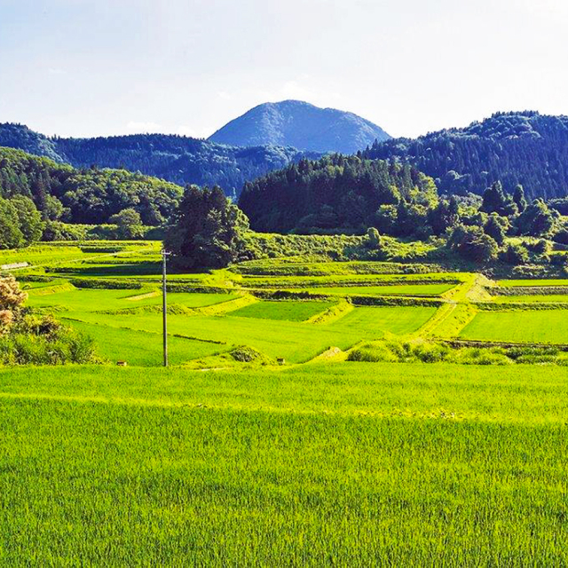 山形県圃場