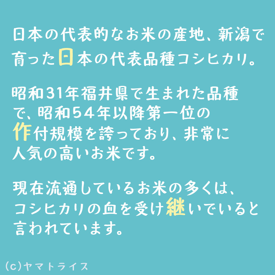 新潟県産　コシヒカリ　ヤマトライス　10kg(5kg×2)　令和5年産　本店