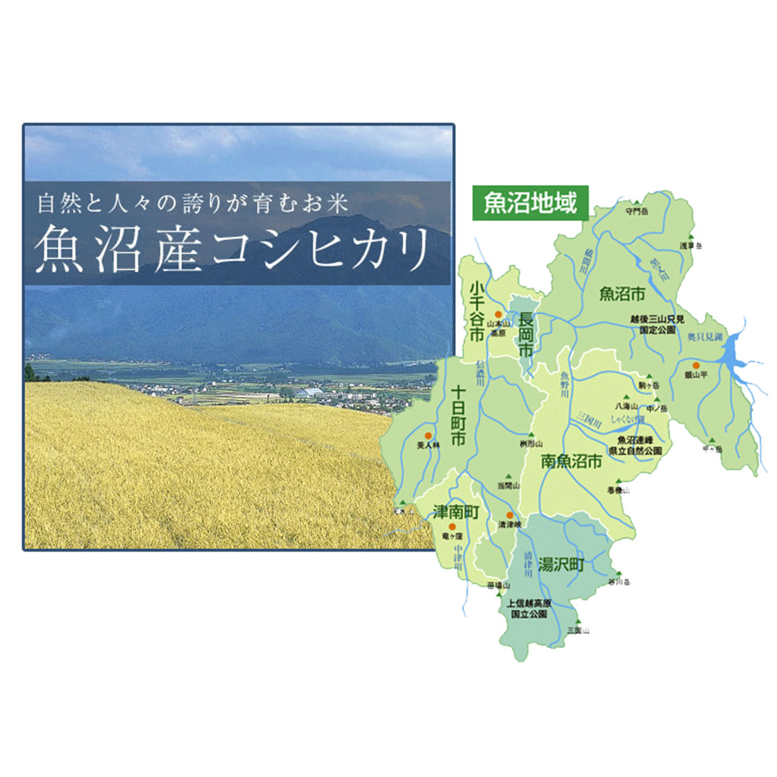 魚沼